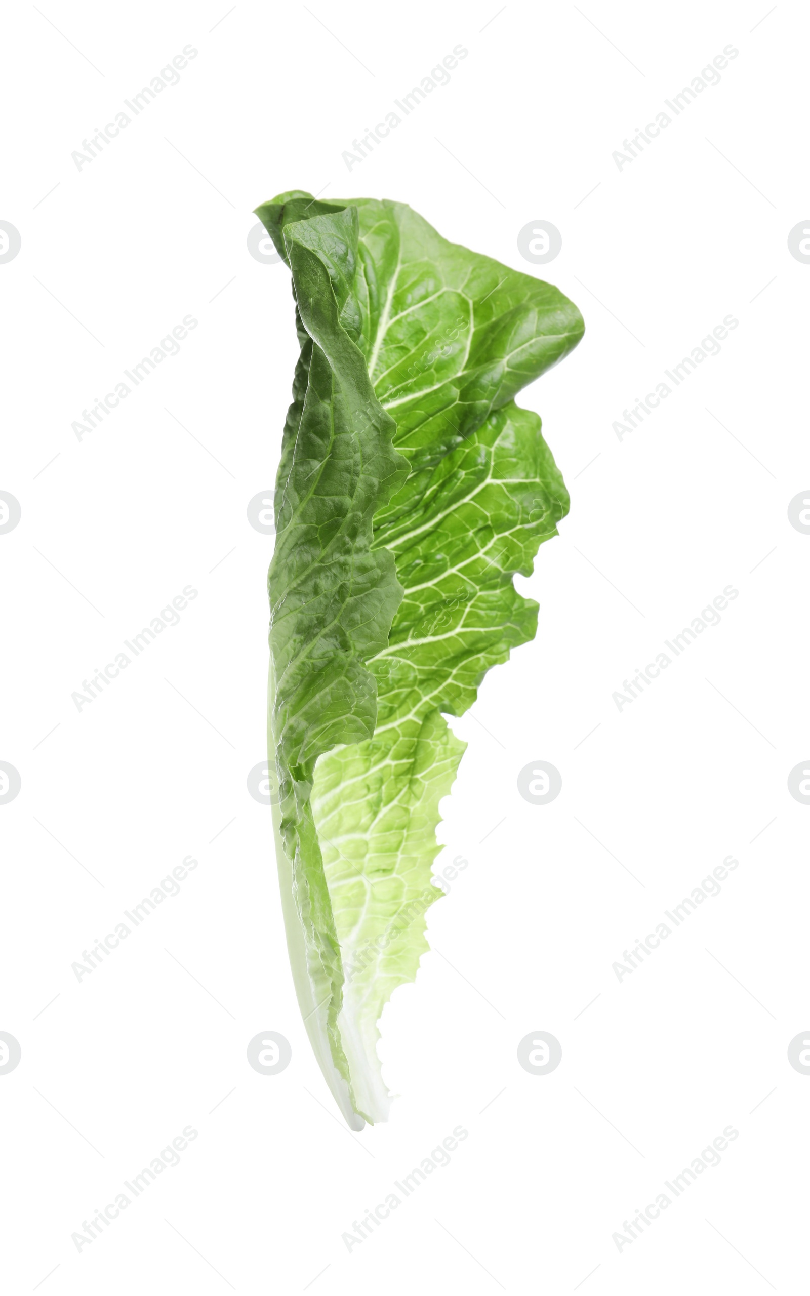 Photo of Fresh leaf of green romaine lettuce isolated on white