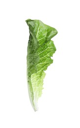 Fresh leaf of green romaine lettuce isolated on white