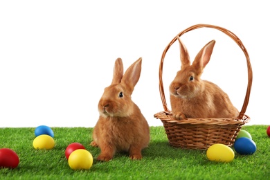 Photo of Cute bunnies and Easter eggs on green grass against white background