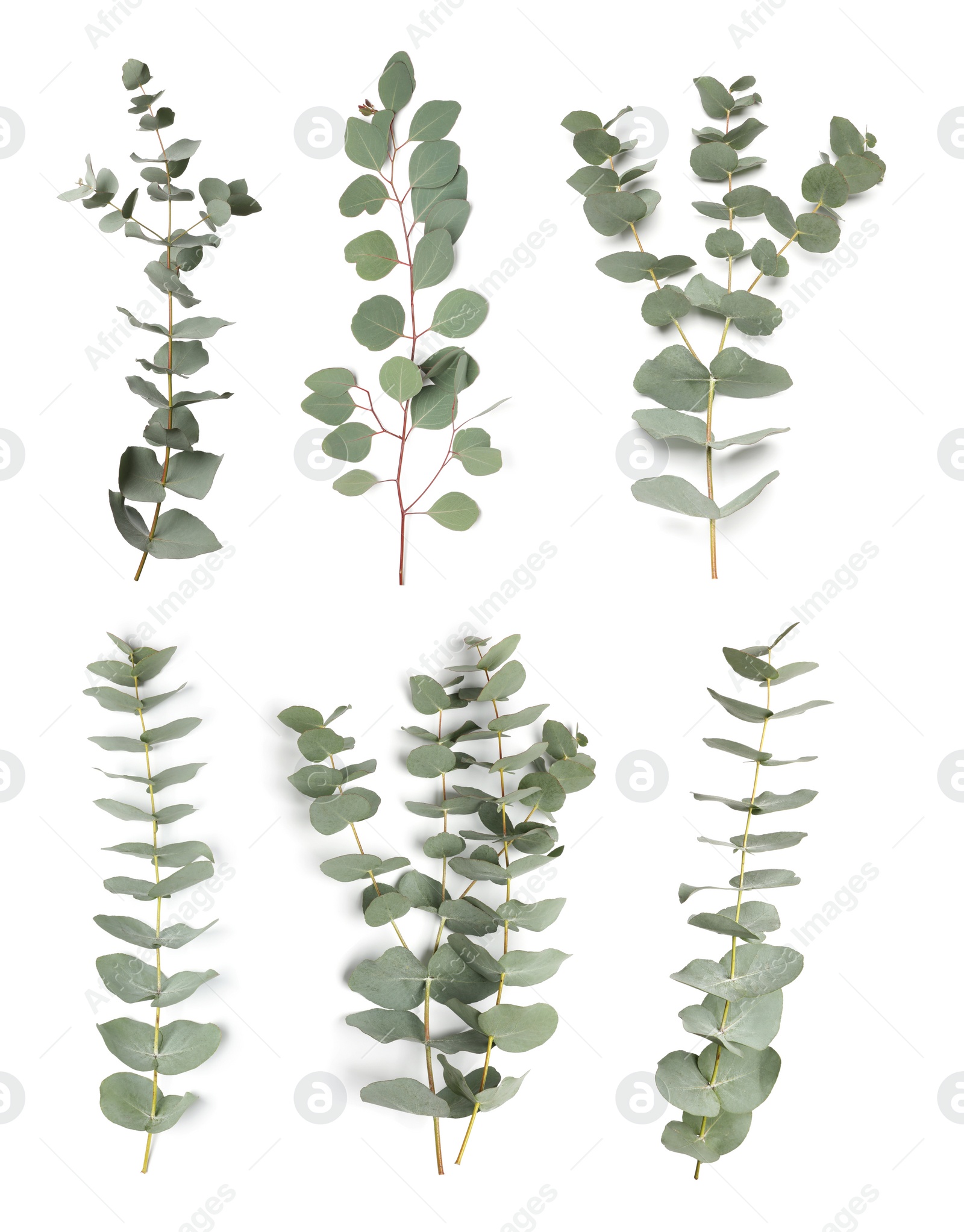 Image of Eucalyptus branches with fresh leaves on white background, collage