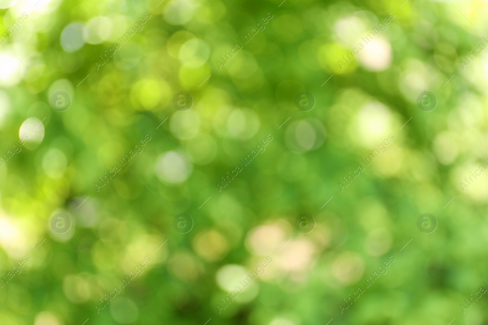 Photo of Blurred view of abstract green background. Bokeh effect