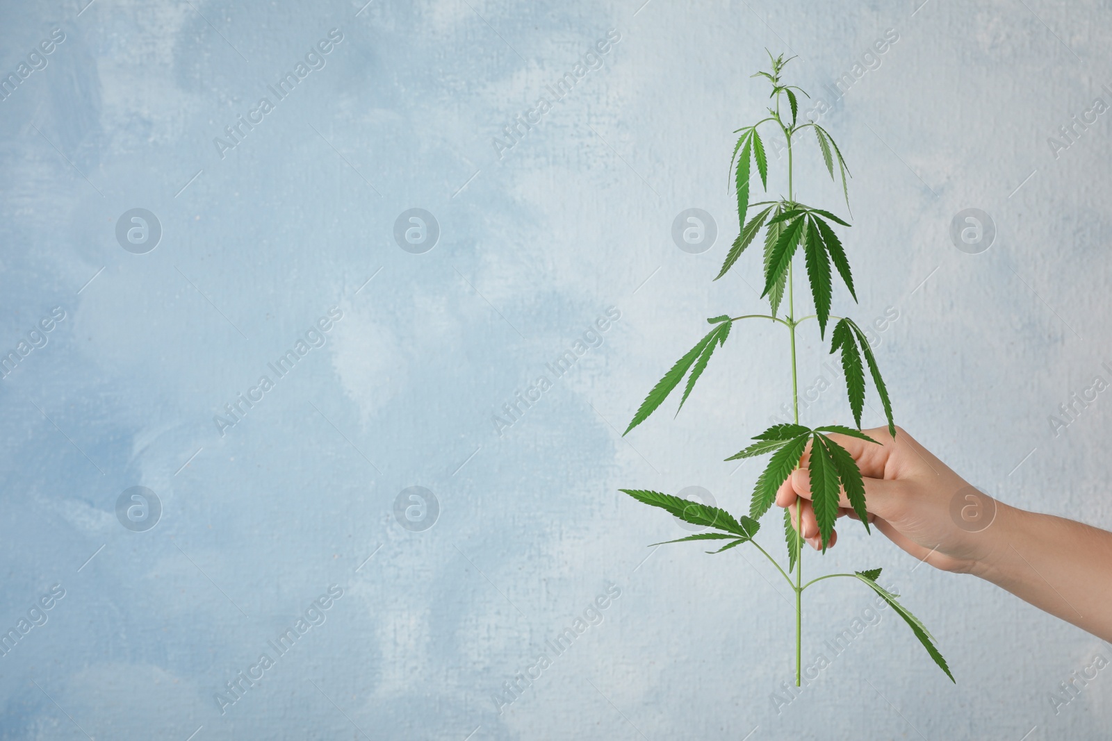 Photo of Woman holding hemp plant on light blue background, closeup. Space for text