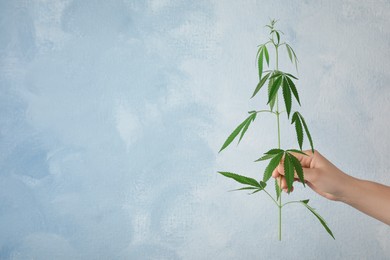 Woman holding hemp plant on light blue background, closeup. Space for text