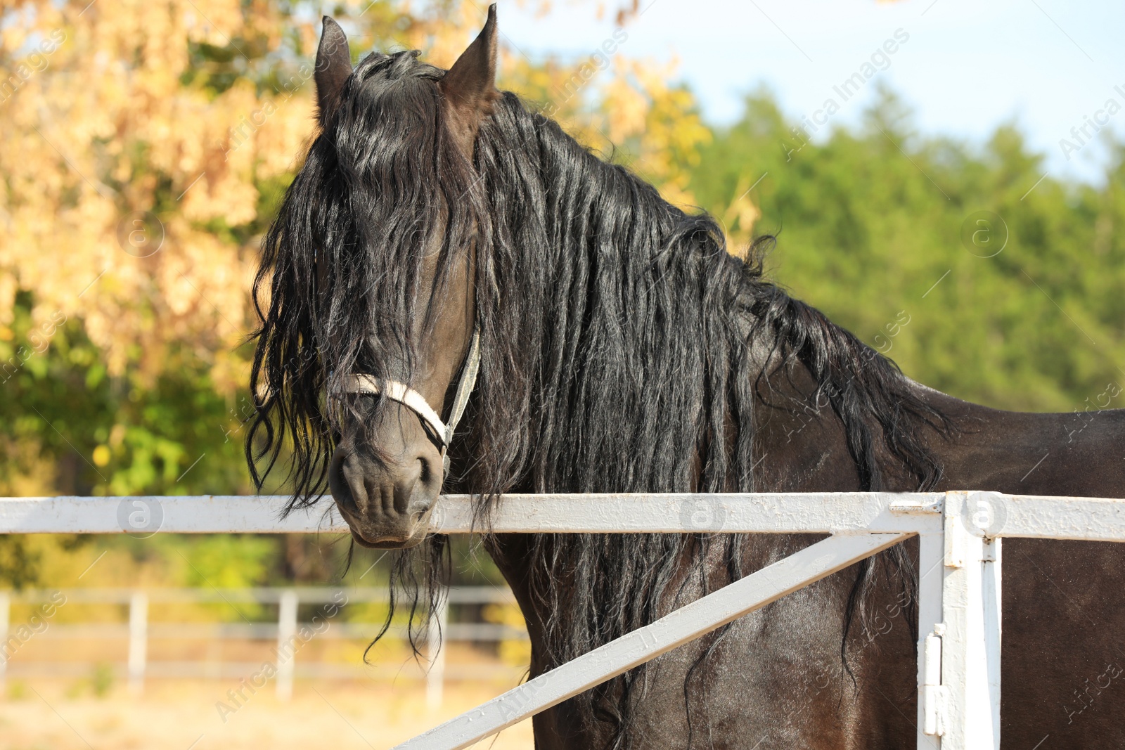 Photo of Beautiful Friesian horse at white fence outdoors