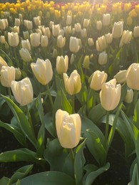 Photo of Beautiful tulip flowers growing outdoors on sunny day