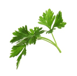 Leaves of fresh tasty parsley on white background