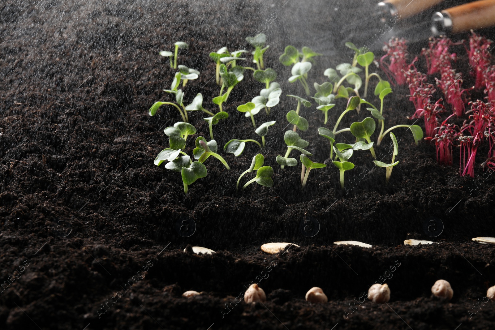 Photo of Seeds and vegetable seedlings growing under rain in fertile soil