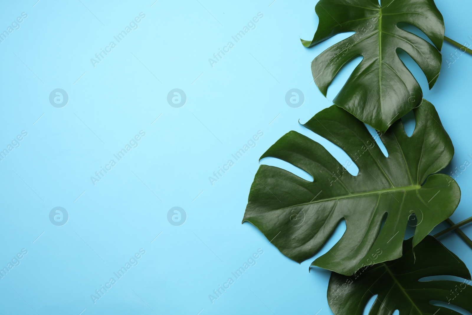 Photo of Flat lay composition with tropical monstera leaves and space for text on color background