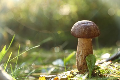 Fresh wild mushroom growing in forest, closeup. Space for text