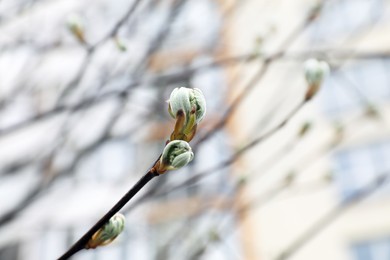 Closeup view of tree branch with budding leaves outdoors
