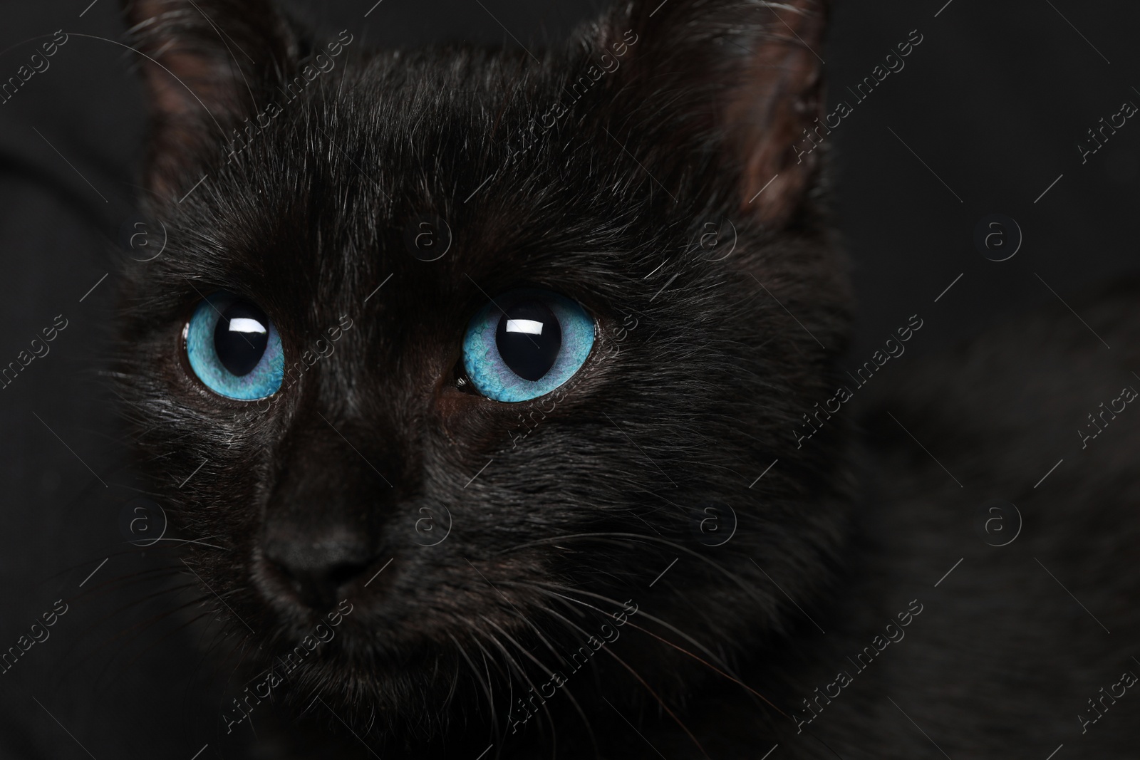 Photo of Black cat with beautiful eyes on dark background, closeup