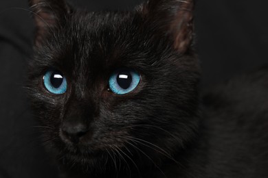 Photo of Black cat with beautiful eyes on dark background, closeup