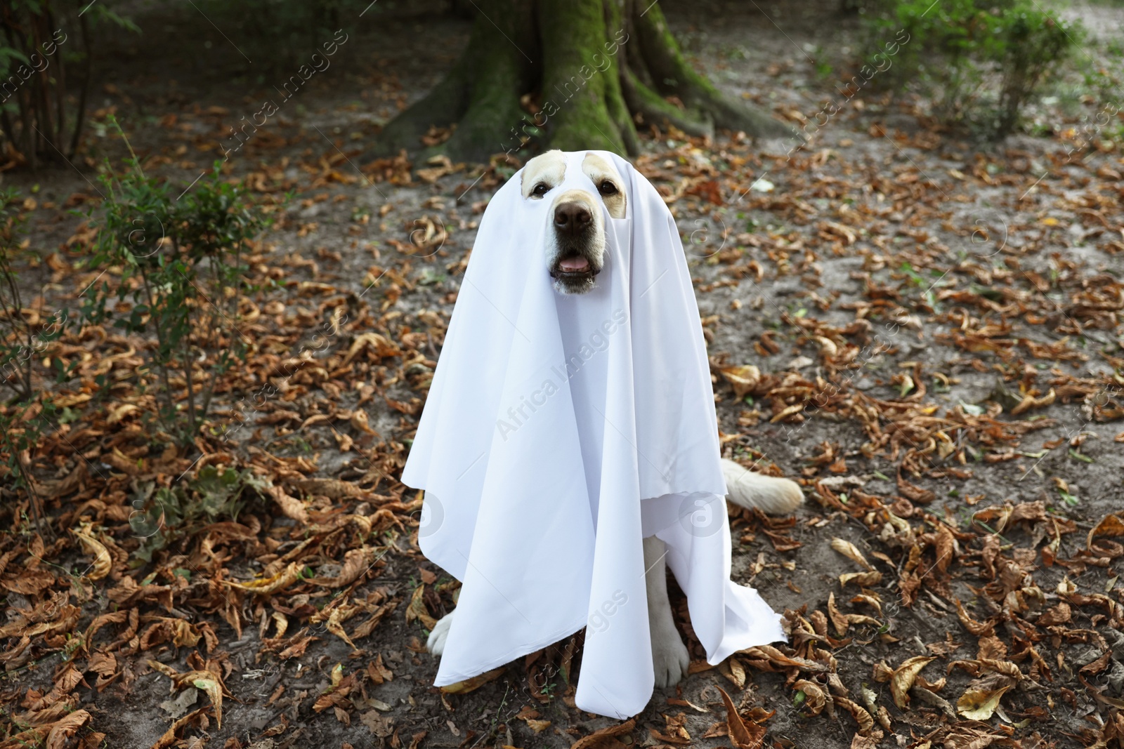 Photo of Cute Labrador Retriever dog wearing ghost costume in autumn park on Halloween