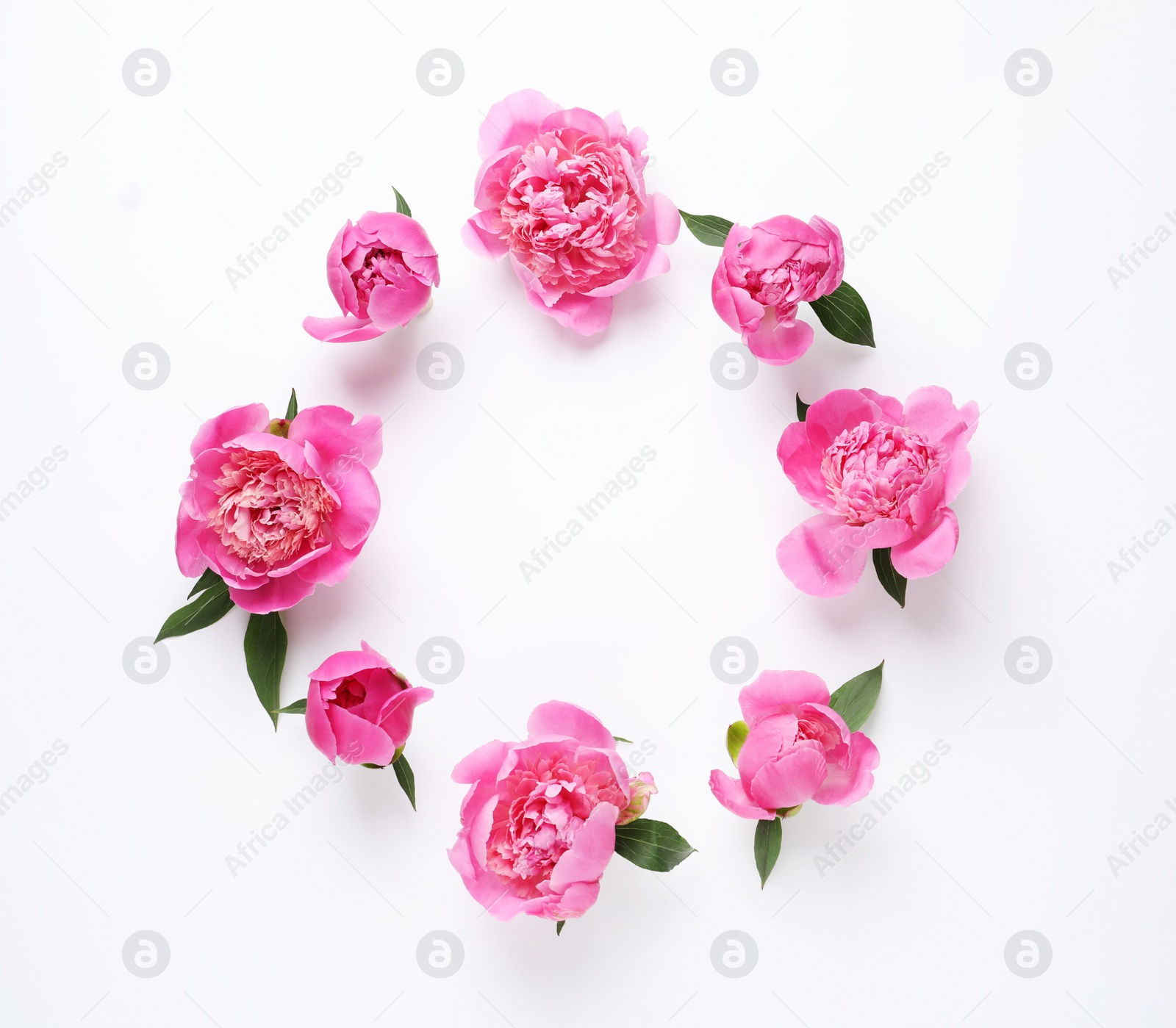 Photo of Frame made of fragrant peonies on white background, top view with space for text. Beautiful spring flowers