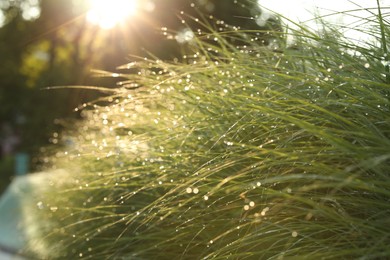 Lush green grass covered with dew drops outdoors on sunny day