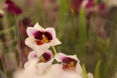 Beautiful blooming tropical orchid on blurred background, closeup. Space for text