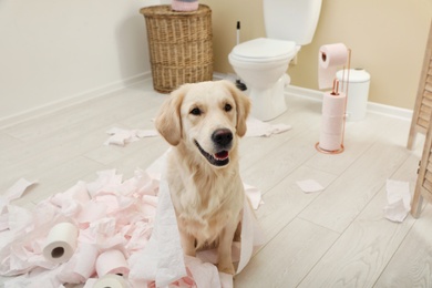 Photo of Cute dog playing with toilet paper in bathroom at home