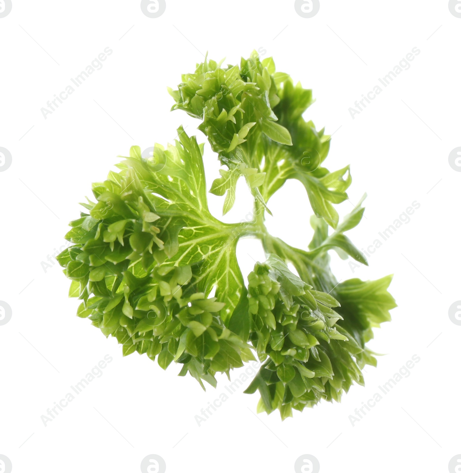 Photo of Fresh green curly parsley on white background