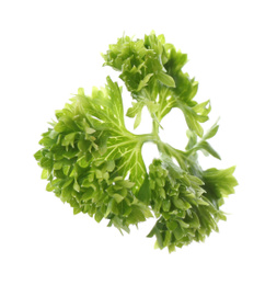 Photo of Fresh green curly parsley on white background