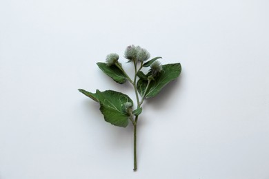Photo of Fresh green burdock leaves and flowers on white background, top view