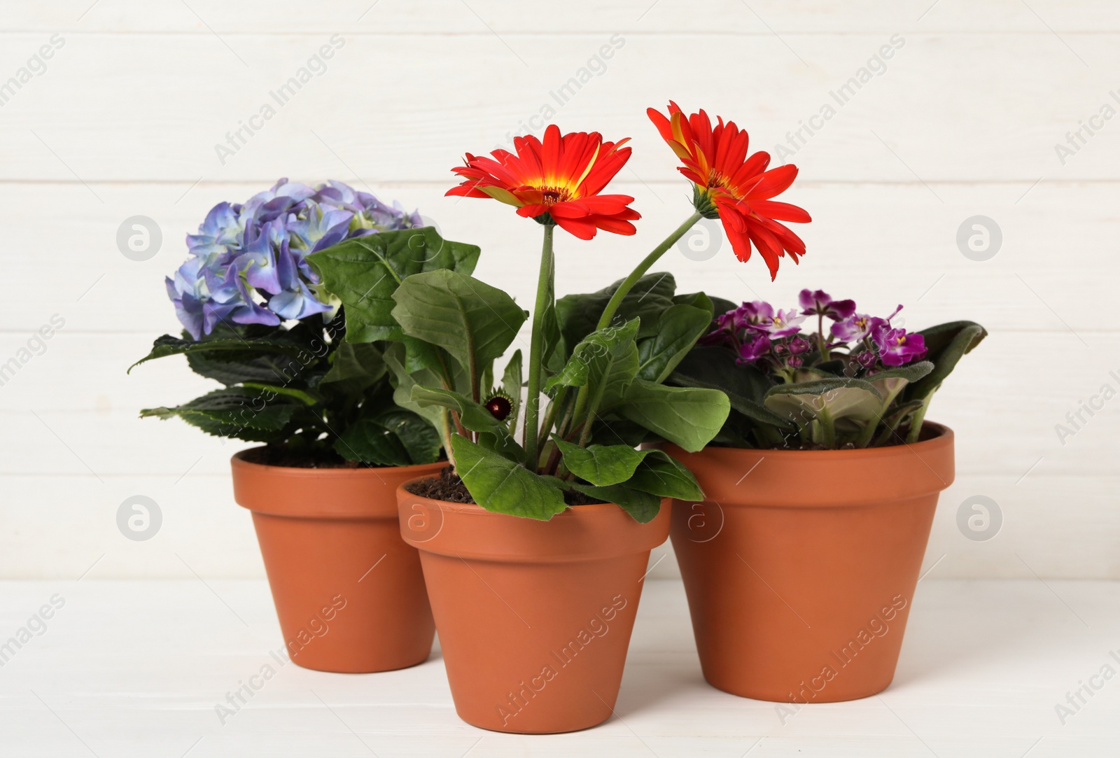 Photo of Different beautiful blooming plants in flower pots on white wooden table