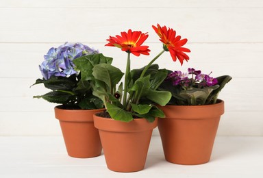 Different beautiful blooming plants in flower pots on white wooden table