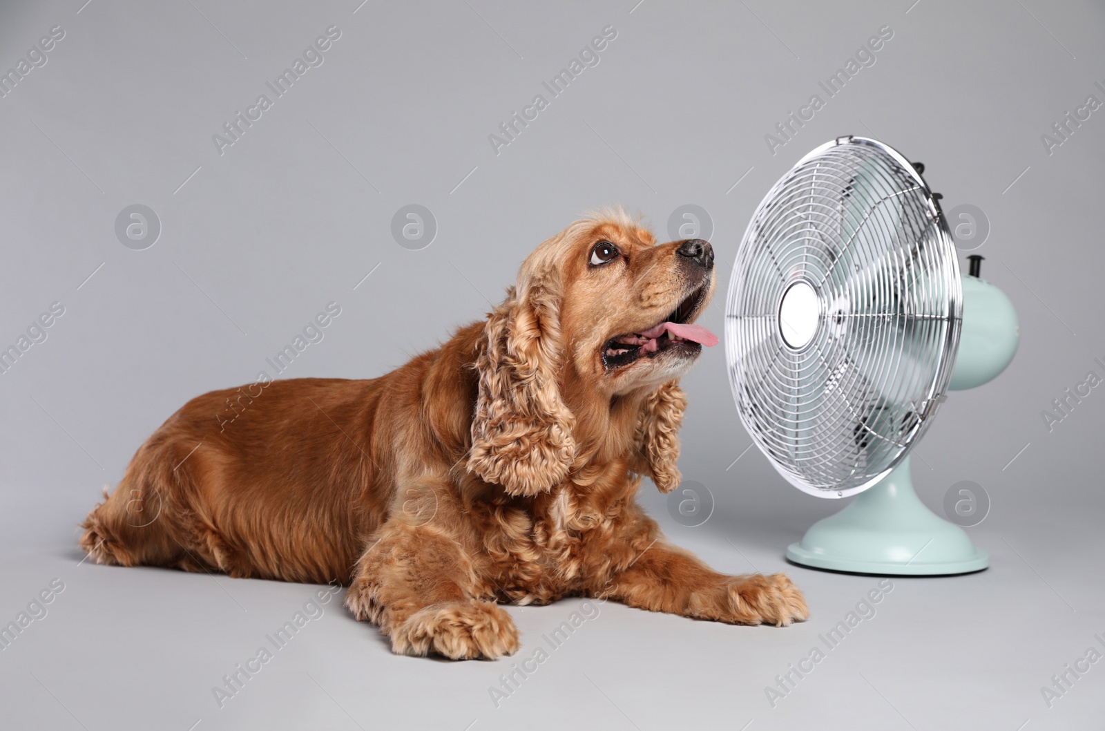 Photo of English Cocker Spaniel enjoying air flow from fan on grey background. Summer heat