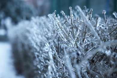 Plants in ice glaze outdoors on winter day, closeup. Space for text