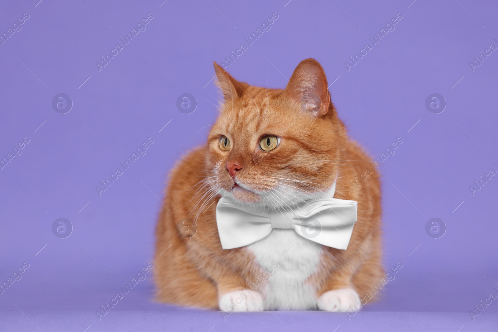 Photo of Cute cat with bow tie on lilac background