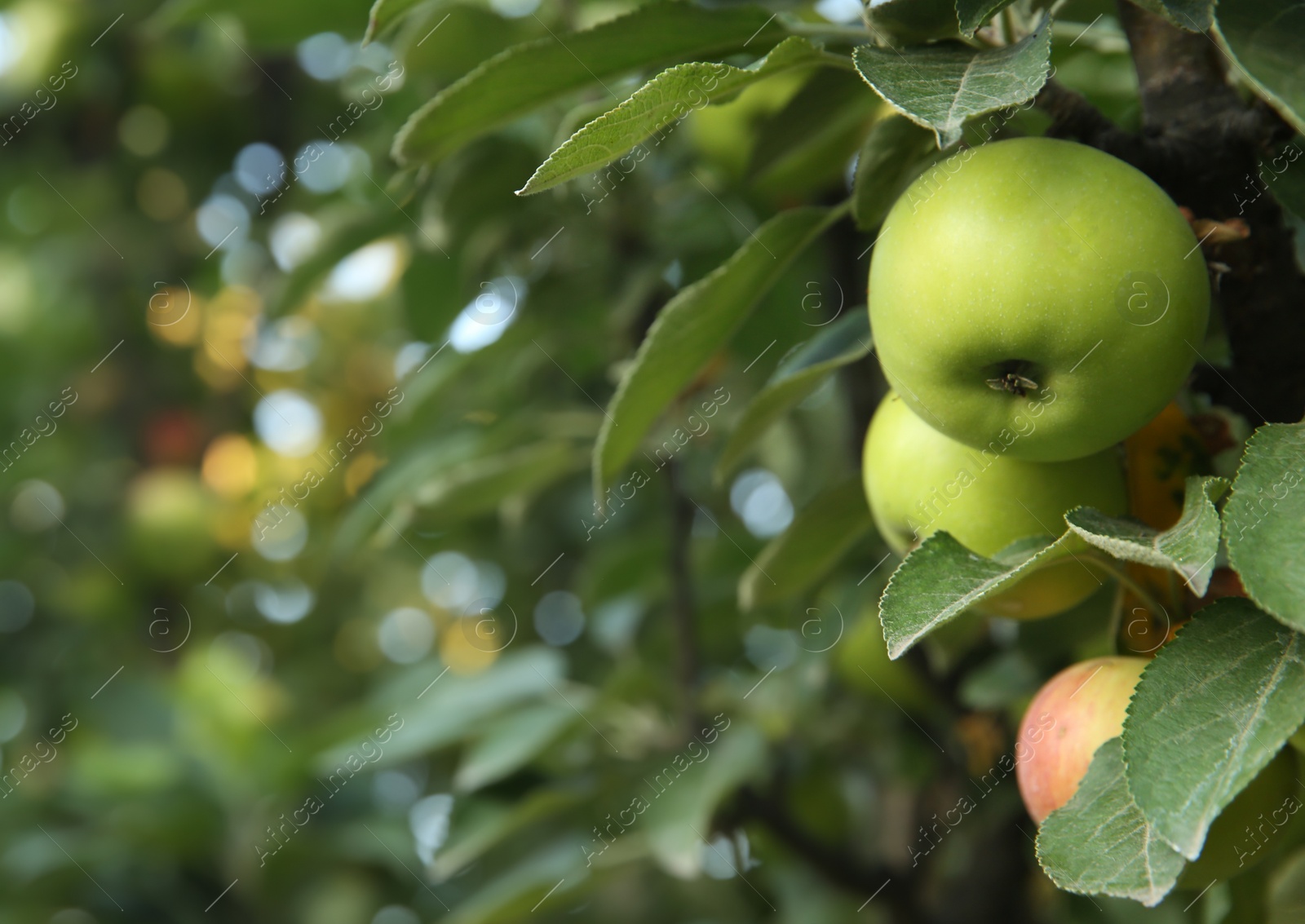 Photo of Ripe apples on tree branch in garden. Space for text