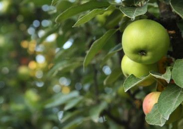 Photo of Ripe apples on tree branch in garden. Space for text