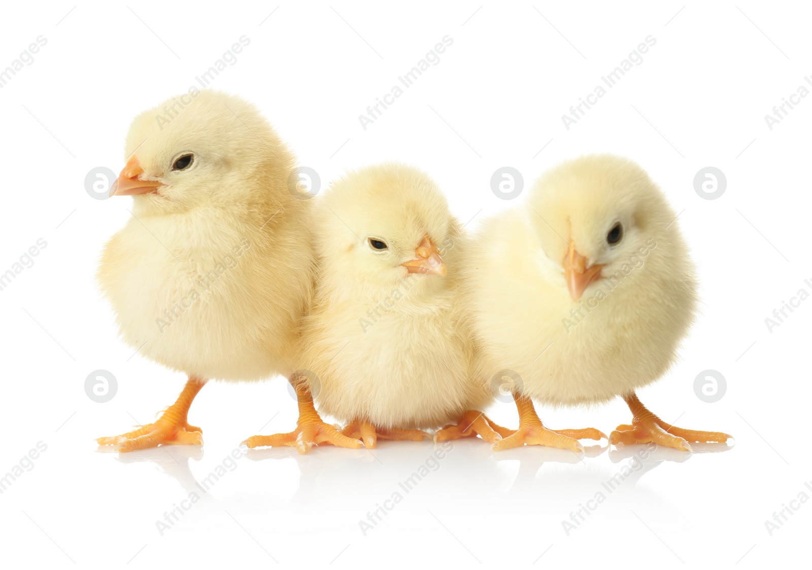 Photo of Cute fluffy baby chickens on white background. Farm animals