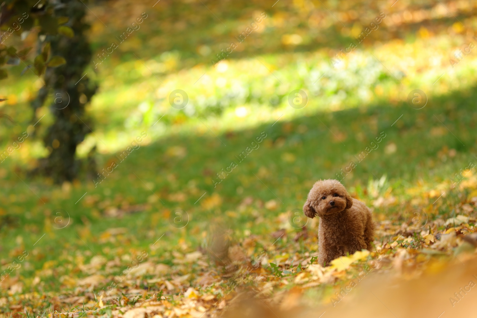 Photo of Cute Maltipoo dog in autumn park, space for text