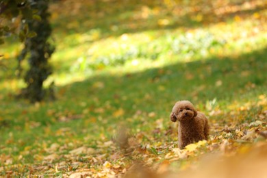 Cute Maltipoo dog in autumn park, space for text