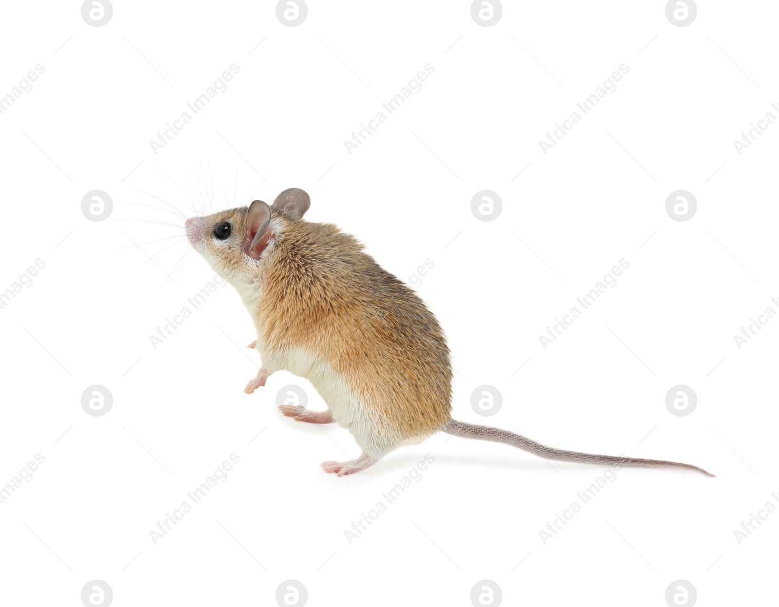 Photo of Small cute spiny mouse on white background