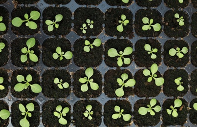 Photo of Many seedlings growing in cultivation tray, top view