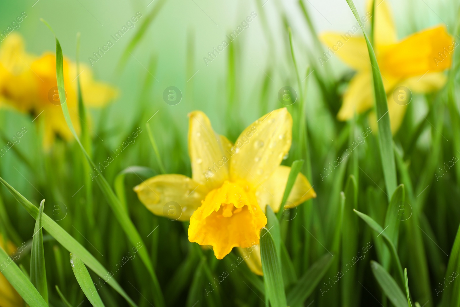 Photo of Spring green grass and bright daffodils with dew, closeup