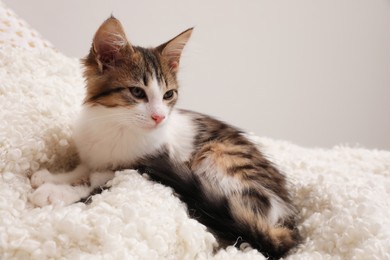 Photo of Cute kitten on soft plaid. Baby animal