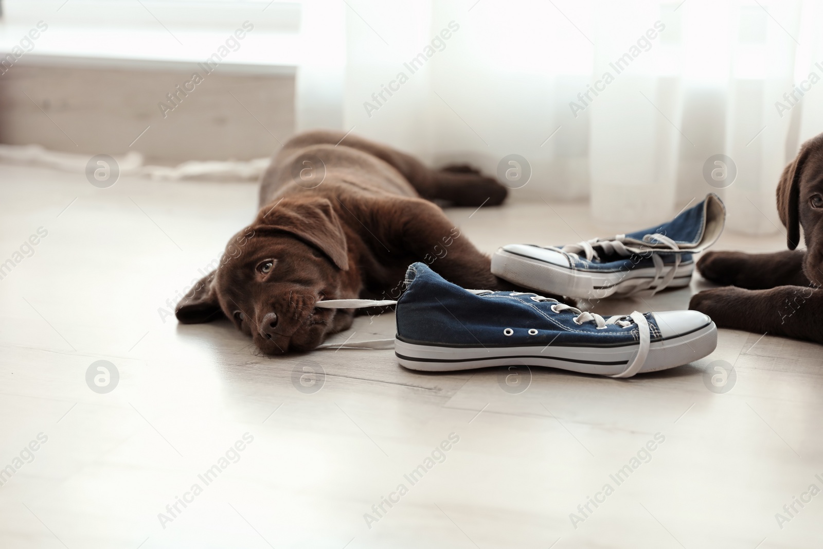 Photo of Chocolate Labrador Retriever puppies playing with sneakers on floor indoors