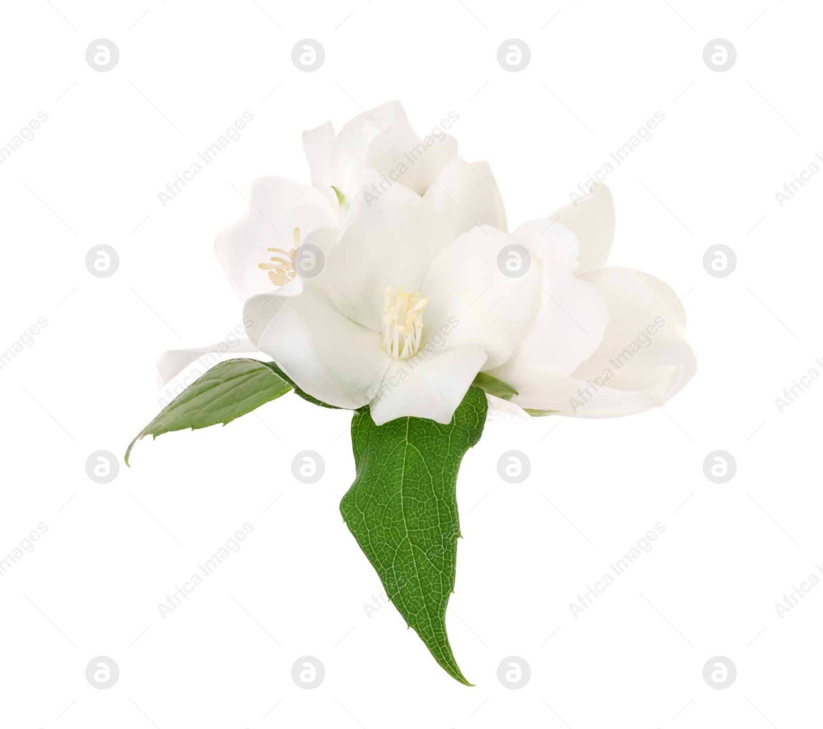 Photo of Branch of jasmine flowers and leaves isolated on white