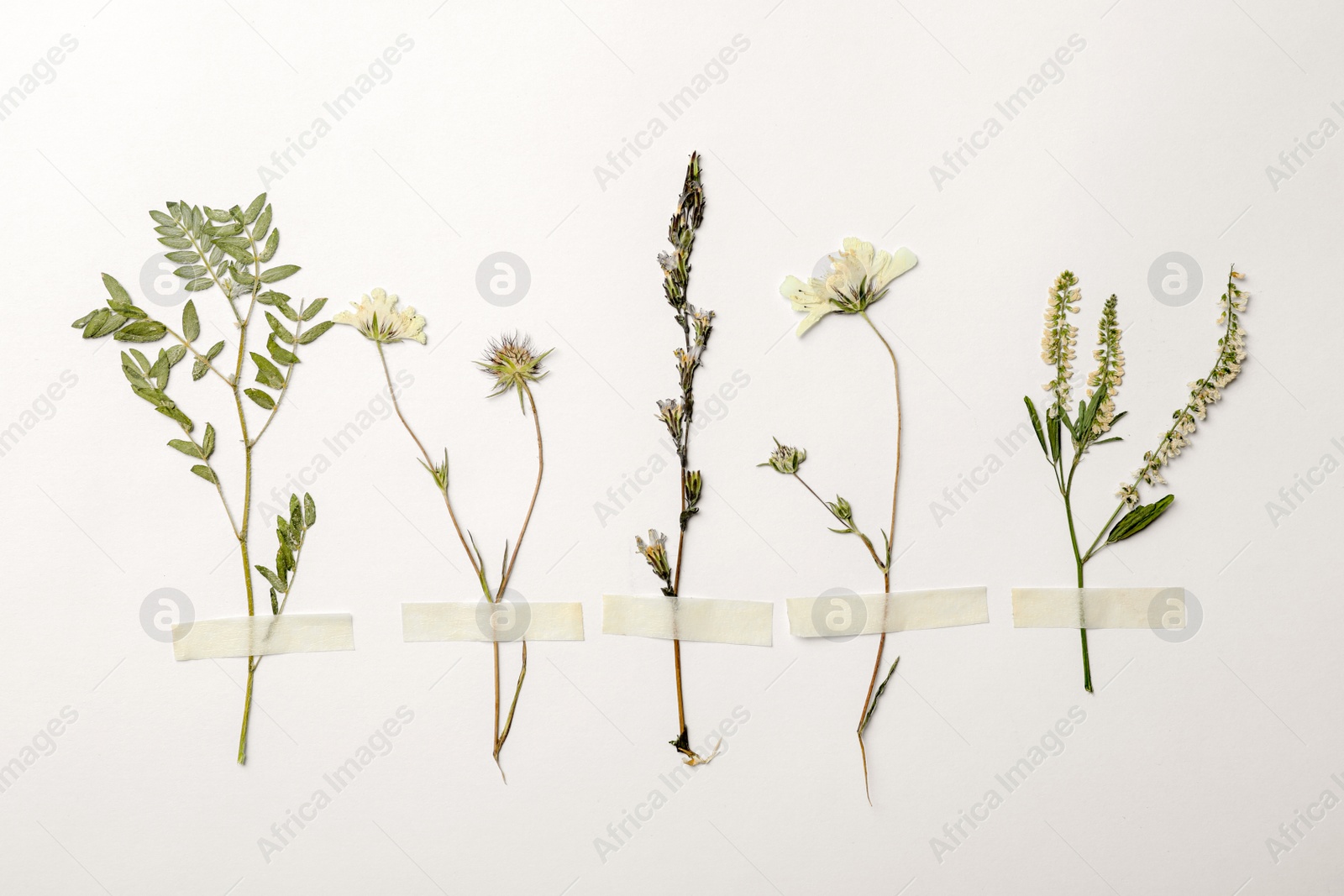 Photo of Wild dried meadow flowers on white background, top view