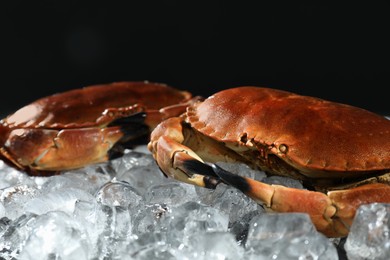 Delicious boiled crabs on ice cubes against black background, closeup