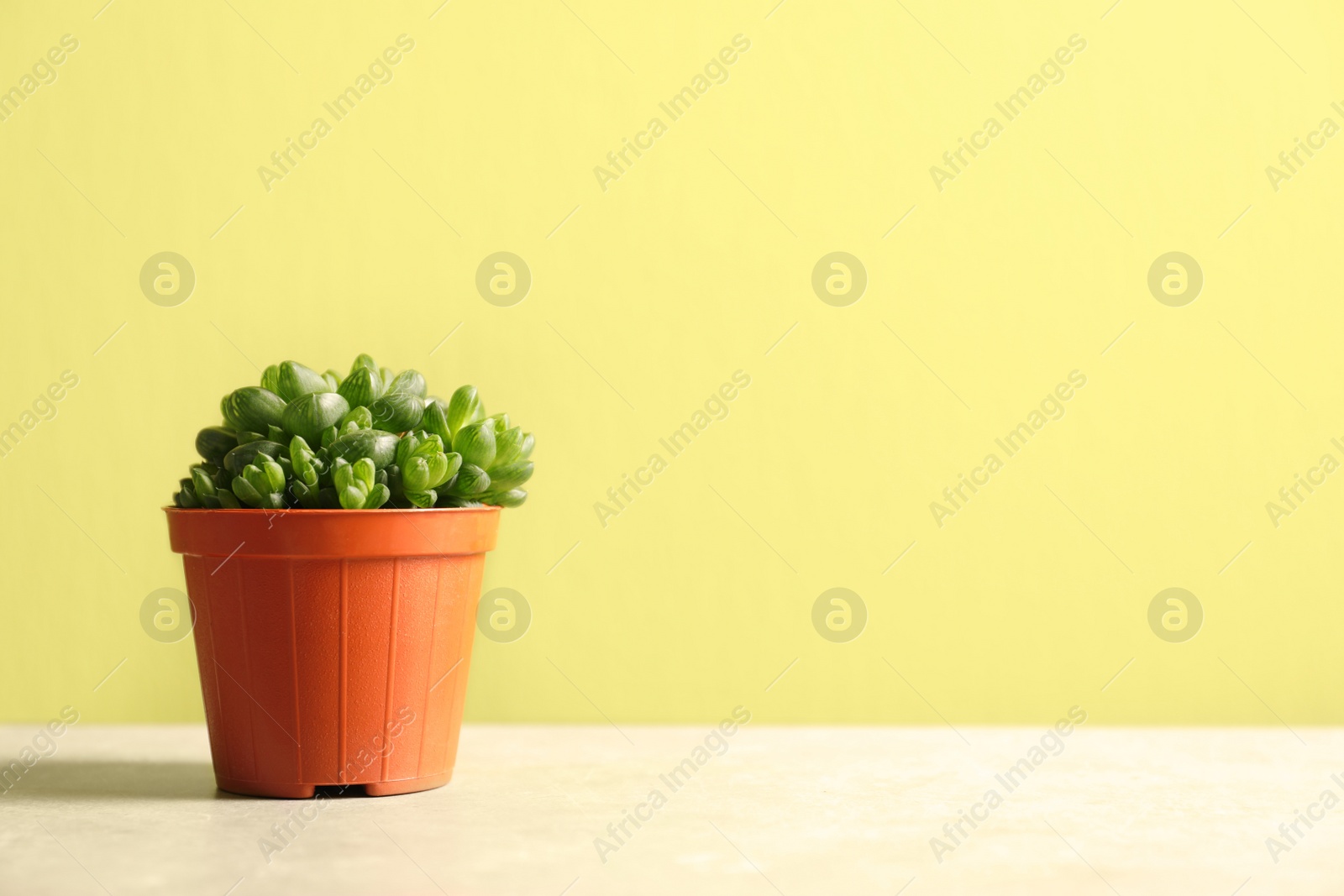 Photo of Beautiful succulent plant in pot on table against yellow green background, space for text. Home decor