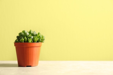 Photo of Beautiful succulent plant in pot on table against yellow green background, space for text. Home decor