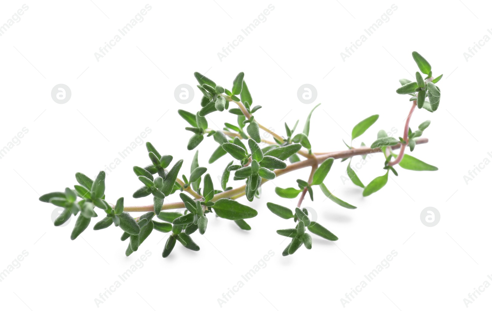 Photo of Fresh green thyme sprig isolated on white