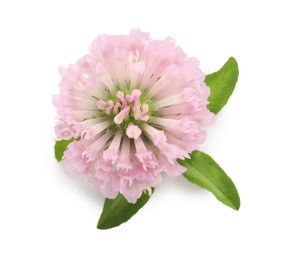 Photo of Beautiful blooming clover flower with green leaves on white background, top view