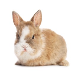 Cute fluffy pet rabbit isolated on white