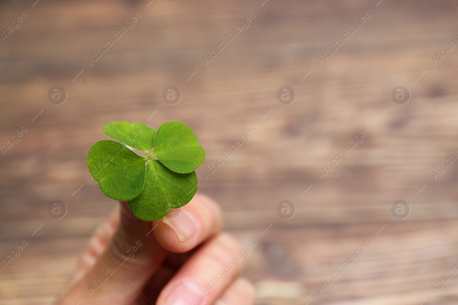 Photo of Woman holding green four leaf clover on wooden background, closeup. Space for text