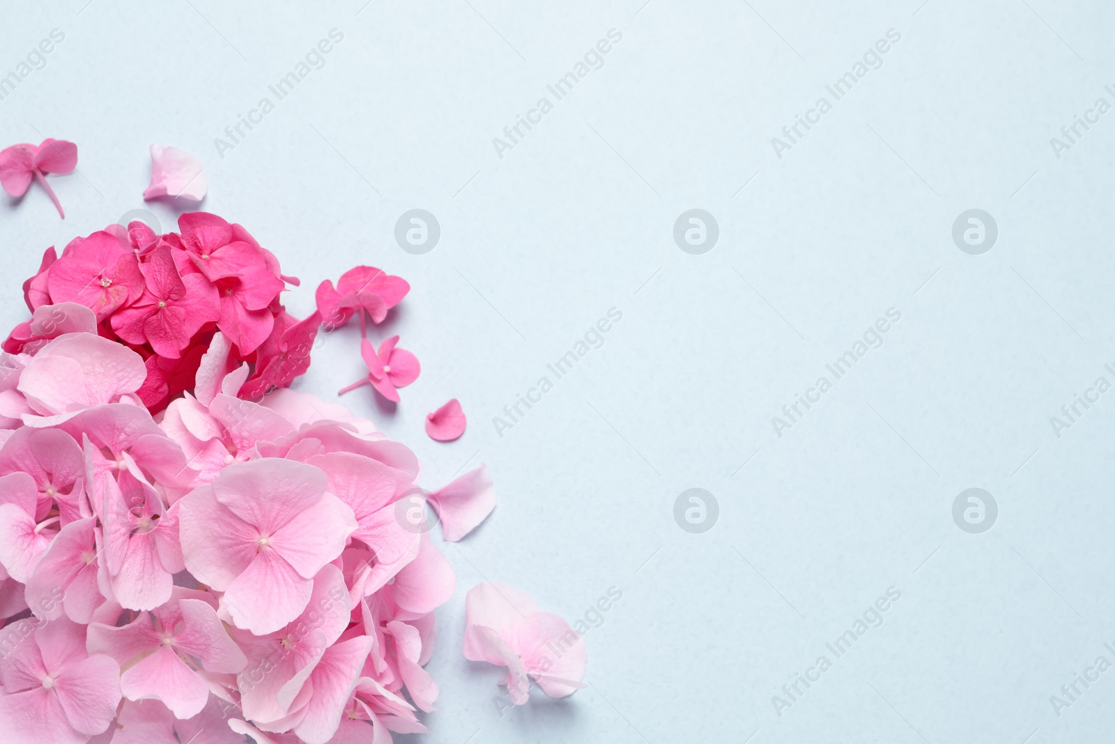 Photo of Beautiful hortensia flowers on pale light blue background, flat lay. Space for text