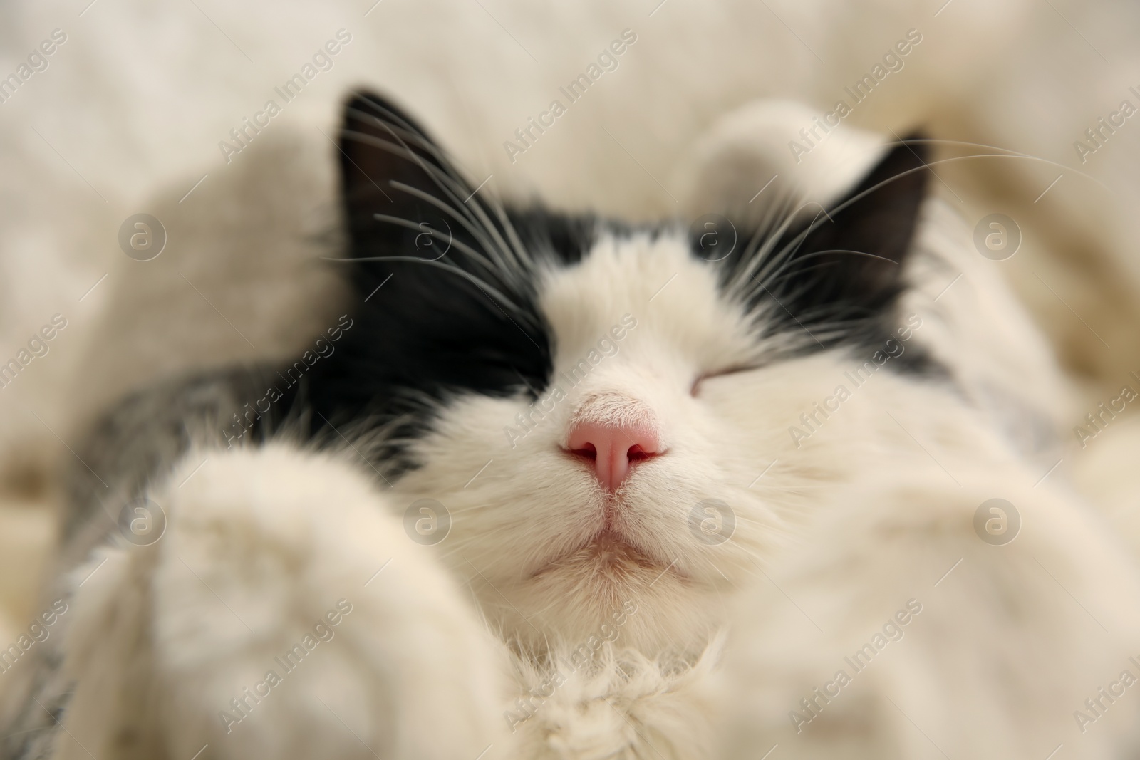 Photo of Adorable long haired cat on light background, closeup